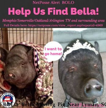 BOLO  Bella The Missing Pig Near Lyman, SC, 29365
